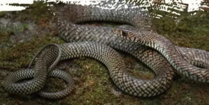 Salman Khan Galaxy Apartment Snake